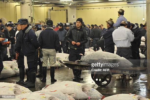 To go with focus story Species-CITES-UN-Japan-tuna-market by Shingo Ito In a picture taken on February 19, 2010 fishmongers carry out checks on...