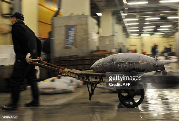 To go with focus story Species-CITES-UN-Japan-tuna-market by Shingo Ito In a picture taken on February 19, 2010 a fishmonger carries a frozen bluefin...
