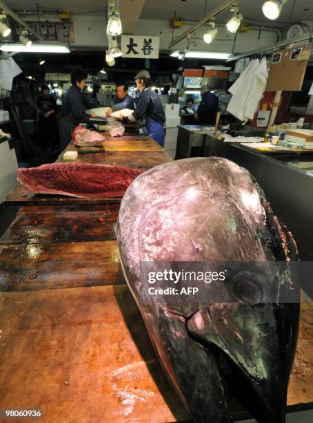 To go with focus story Species-CITES-UN-Japan-tuna-market by Shingo Ito In a picture taken on February 19, 2010 fishmongers butcher bluefin tuna at...