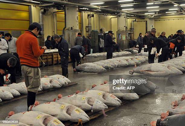 To go with focus story Species-CITES-UN-Japan-tuna-market by Shingo Ito In a picture taken on February 19, 2010 fishmongers carry out checks on...