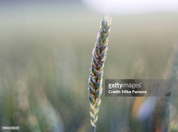 green wheat in close-up - parsons green stockfoto's en -beelden