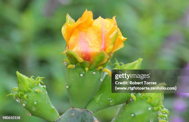 nopal cactus flower - ライツヴィルビーチ ストックフォトと画像