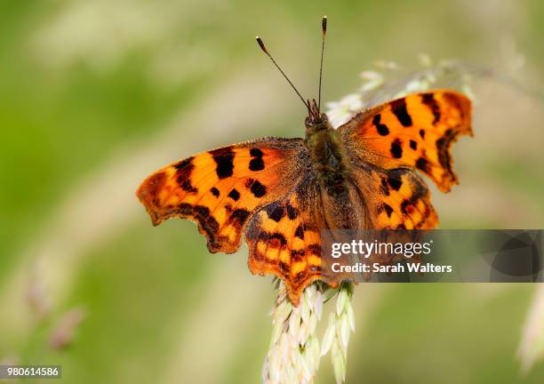 comma butterfly - comma butterfly stock pictures, royalty-free photos & images