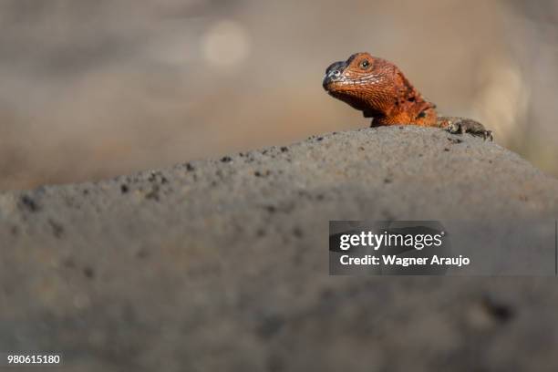 galapagos lava lizard (microlophus albemarlensis), galapagos islands, galapagos, ecuador - sauria stock pictures, royalty-free photos & images