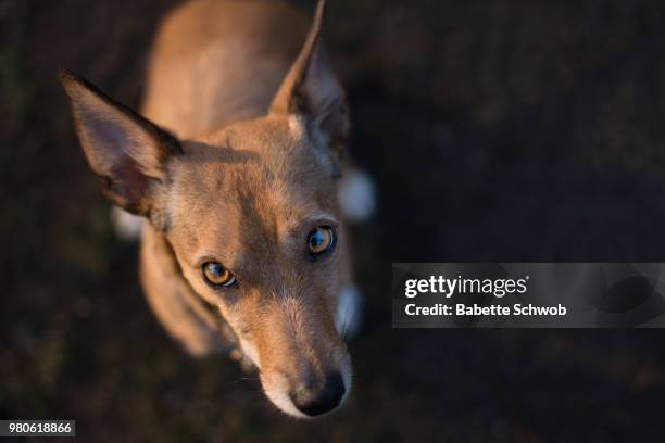 do you have some treats? - australian kelpie stock pictures, royalty-free photos & images