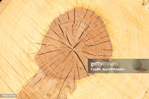 apple tree trunk - stump table stock pictures, royalty-free photos & images