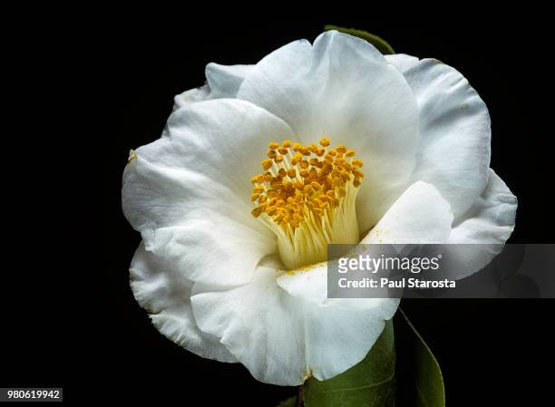 camellia japonica 'madame lourmand' (japanese camellia, rose of winter) - camellia stock-fotos und bilder