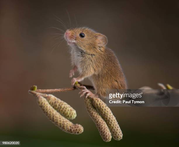 eurasian harvest mouse (micromys minutus) on branch - mouse animal stock pictures, royalty-free photos & images