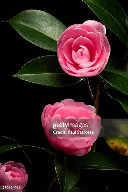 camellia japonica (japanese camellia, rose of winter) - camellia japonica stock pictures, royalty-free photos & images