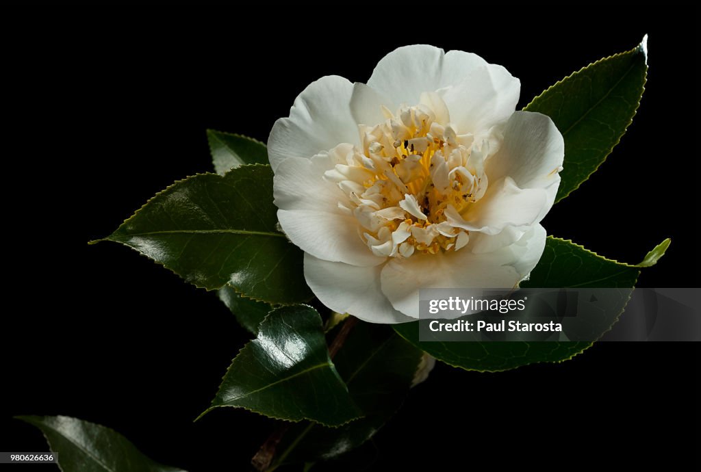 Camellia japonica (Japanese camellia, rose of winter)