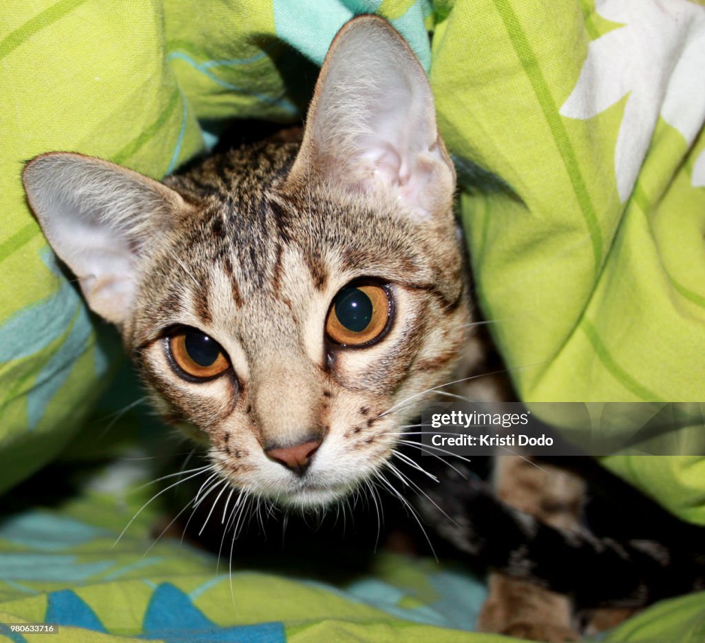 Beautiful ocicat female cat in bed