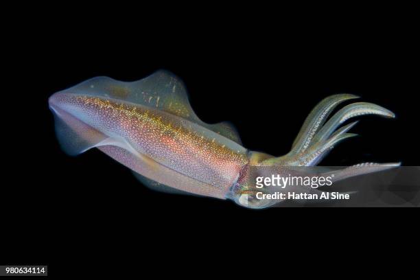 coastal squid - zuignap stockfoto's en -beelden