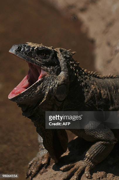 Picture of a Guatemalan spiny-tailed iguana taken at La Aurora zoo in Guatemala City on March 25, 2010. The spiny-tailed iguana, which is only found...