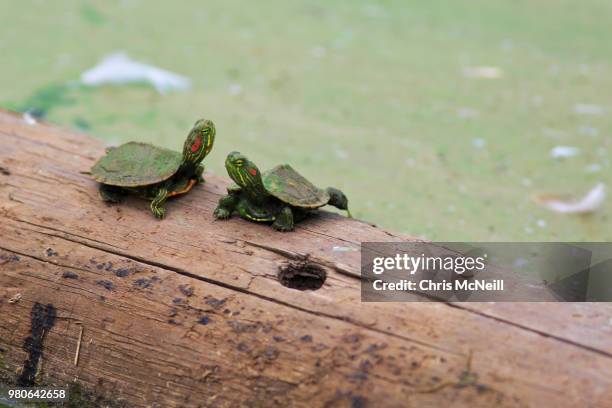 two red-eared sliders (trachemys scripta elegans) on trunk - elegans - fotografias e filmes do acervo