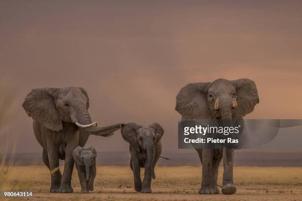 african bush elephant (loxodonta africana) in savannah, kenya - animal family stock-fotos und bilder