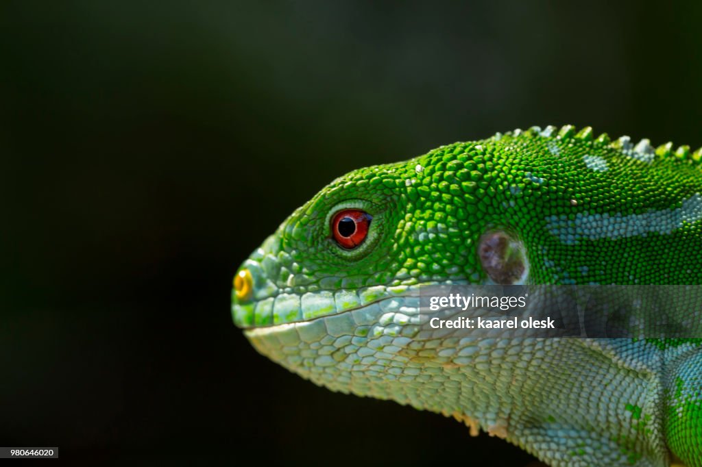 Fiji crested iguana