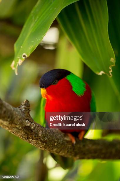collared lory - lory stock pictures, royalty-free photos & images