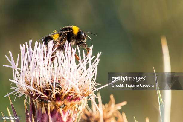 Beewomp 131 Big Bumble Bee Stock Photos, High-Res Pictures, and Images - Getty ...