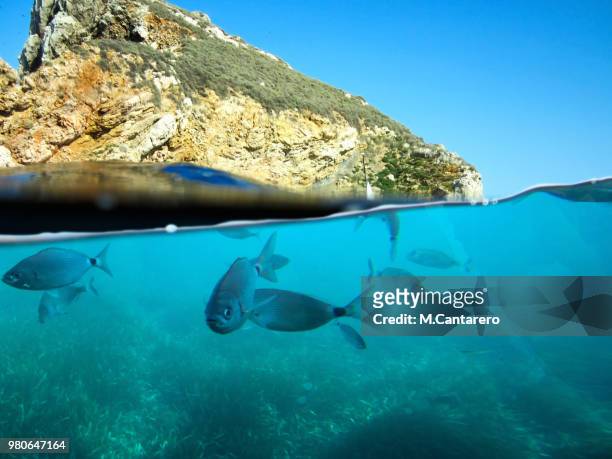 pesca mediterránea 2 - pesca stockfoto's en -beelden