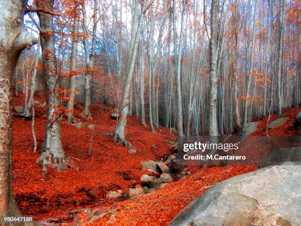 bosque de otoño - otoño bildbanksfoton och bilder