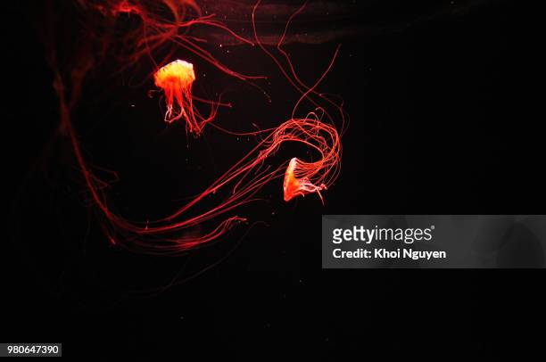 fire dance - astrocyte stock pictures, royalty-free photos & images