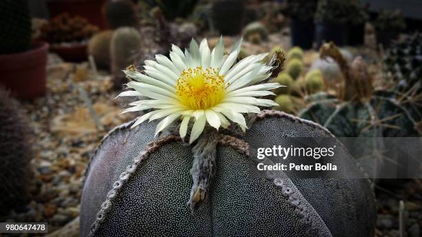 cactus flower - bolla 個照片及圖片檔