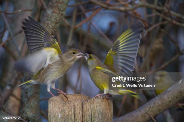 european greenfinches - virtanen imagens e fotografias de stock