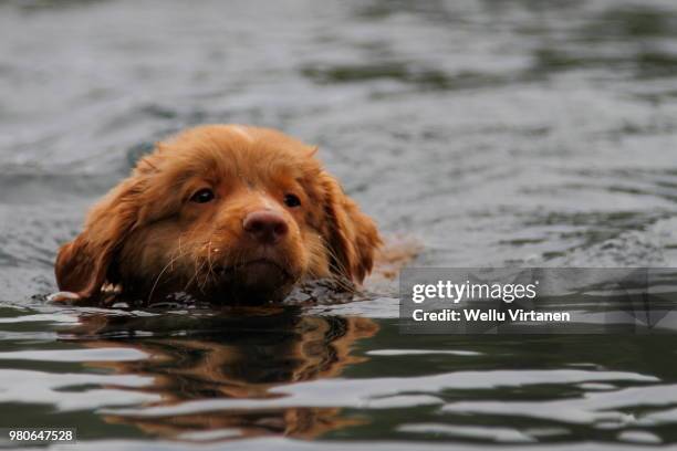 toller puppy swimming - virtanen imagens e fotografias de stock