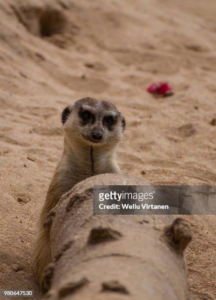 mongoose - virtanen stock pictures, royalty-free photos & images