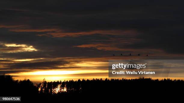 swans and sunset - virtanen stock pictures, royalty-free photos & images