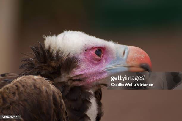 vulture - virtanen imagens e fotografias de stock