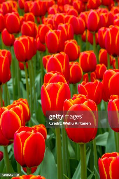 red tulips - virtanen imagens e fotografias de stock