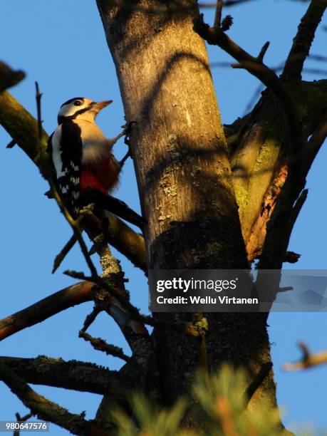 great spotted woodpecker - virtanen stock pictures, royalty-free photos & images