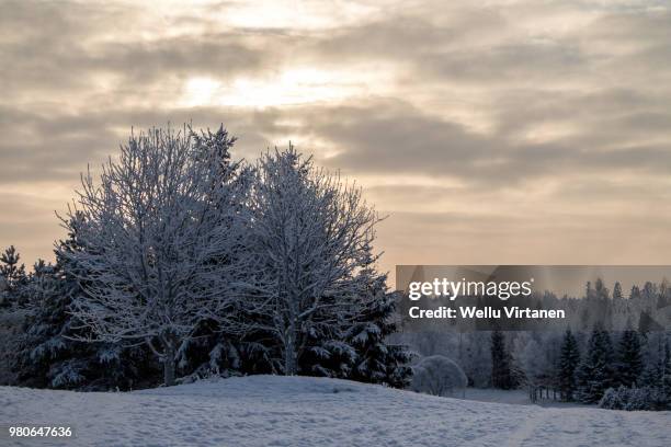 frost on trees - virtanen imagens e fotografias de stock