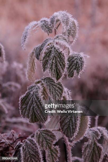 frost on a plant - virtanen stock pictures, royalty-free photos & images