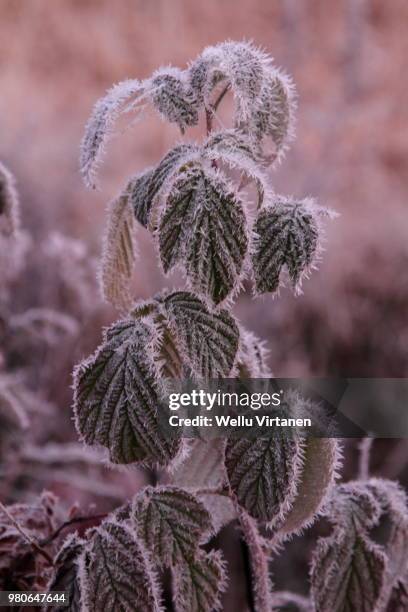 frost on a plant - virtanen imagens e fotografias de stock