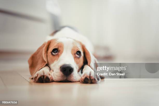 beagle puppy lying down - puppy lying down stock pictures, royalty-free photos & images