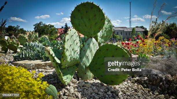 cactus in hungary - bolla fotografías e imágenes de stock