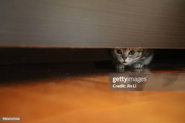 a american shorthair cat is hiding herself under bed - cat hiding under bed - fotografias e filmes do acervo