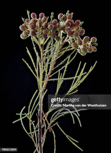 berzelia abrotanoides - berzelia stock pictures, royalty-free photos & images