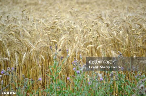 fields of grain - coulter stock pictures, royalty-free photos & images