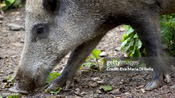 wildschwein keiler - wild boar - wildschwein stock pictures, royalty-free photos & images