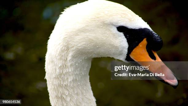 nasser schwan  - wet swan - schwan foto e immagini stock