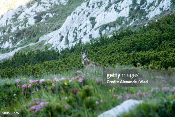 chamois (rupicapra spp.) in meadow looking at camera, southern carpathians, romania - spp stock pictures, royalty-free photos & images