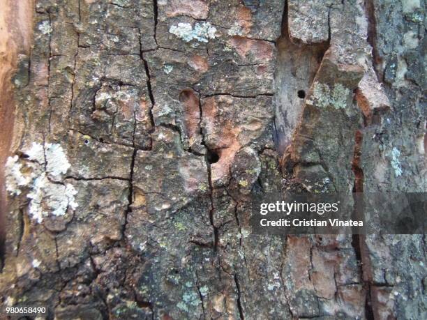 Skinned Tree 736 Tree Bark Skin Stock Photos, High-Res Pictures, and Images - Getty ...