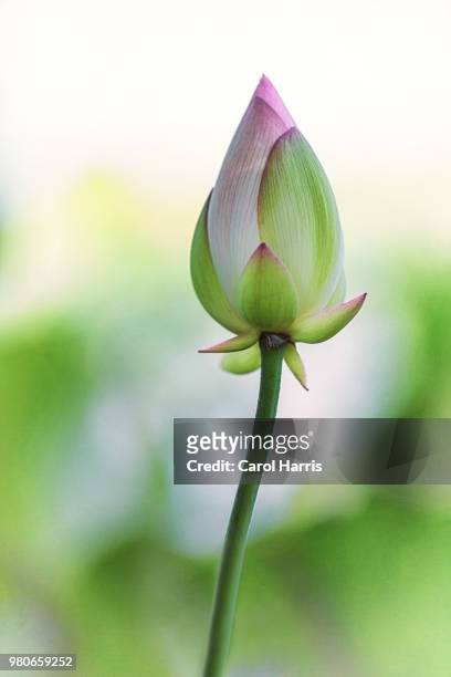 waterlily - lily harris stock-fotos und bilder