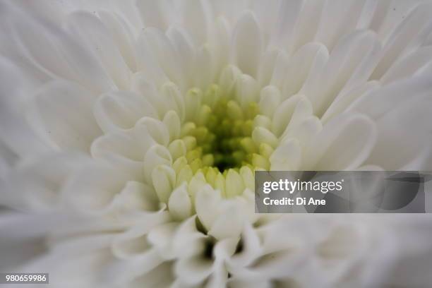 white chrysandthemum - ane stockfoto's en -beelden