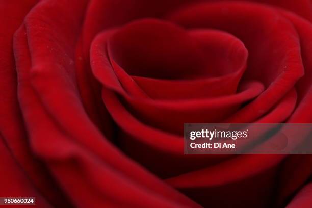 rose - ane stock pictures, royalty-free photos & images