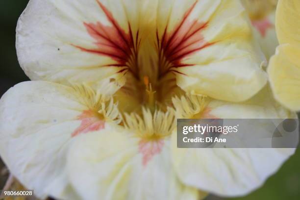 pansy - ane stockfoto's en -beelden