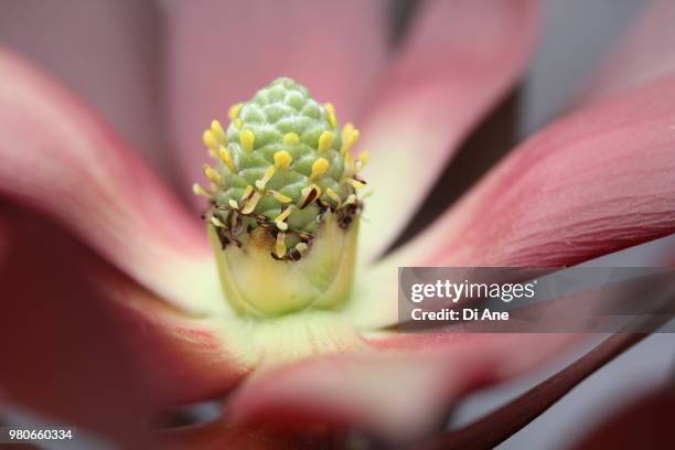 the beginning of new life - ane stockfoto's en -beelden